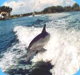 naples dolphin watching