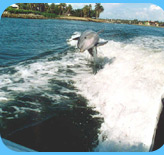 naples dolphin watching